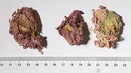 木芙蓉花